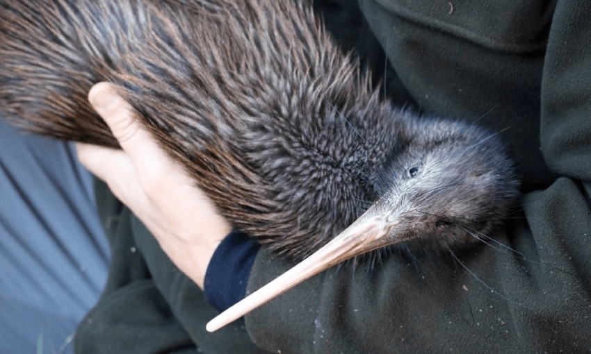 A male kiwi released in March, named Hohaia after Holden Hohaia, a Te Āti Awa Taranaki Whānui leader involved in the project (Photo: Esme Stark) 
