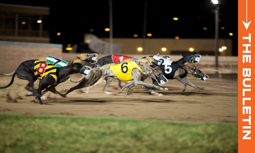 greyhounds racing at night
