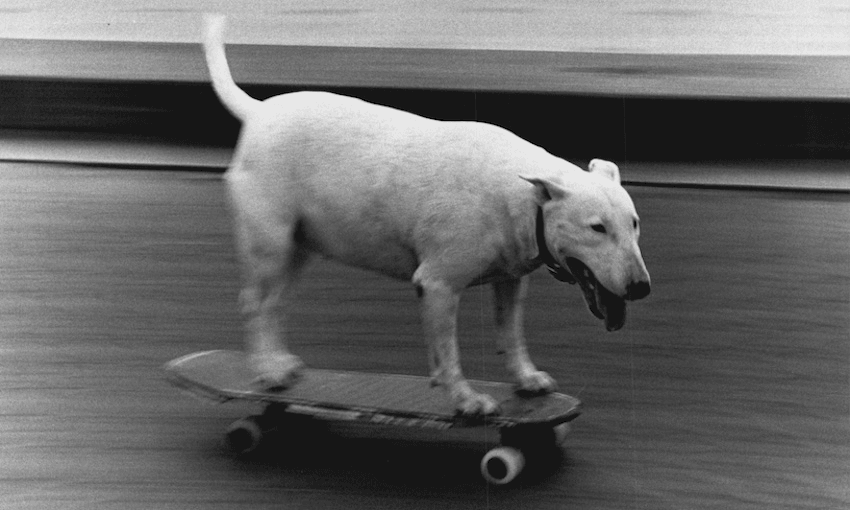 Dog’s name is Nugget (Photo: Robert Pearce/Fairfax Media via Getty Images) 
