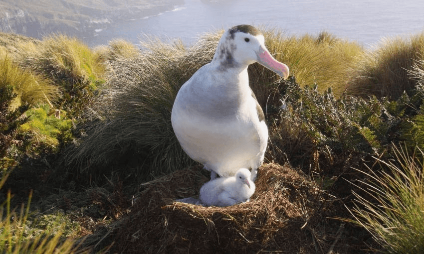 Antipodean albatross (Photo: Mark Fraser/via iNaturalist (CC0))