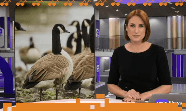 ThreeNews weekday anchor Samantha Hayes and some very big geese (Screengrab) 
