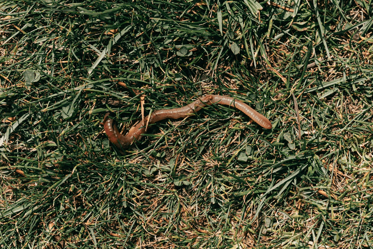 Photo of worm on some grass