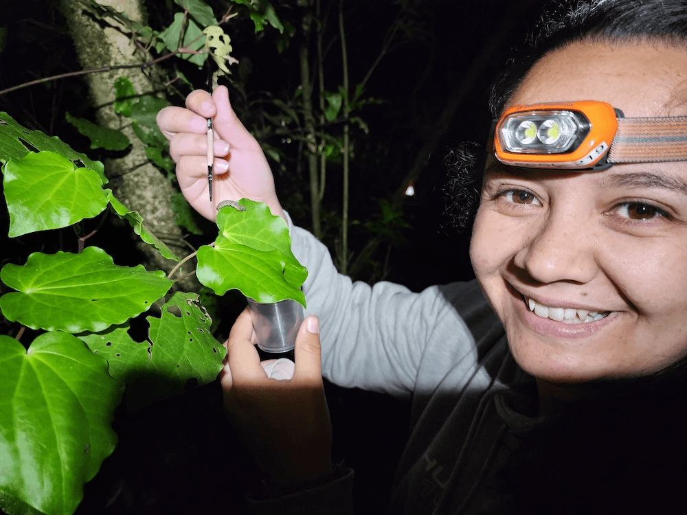 Chrystal oconnor, a grinning Māori woman with a head torch holds a kawakawa leaf with a catepillar on it