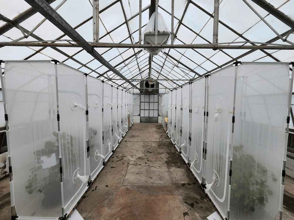 a greenhouse with white breathable containers presumably filled with muny catepillars