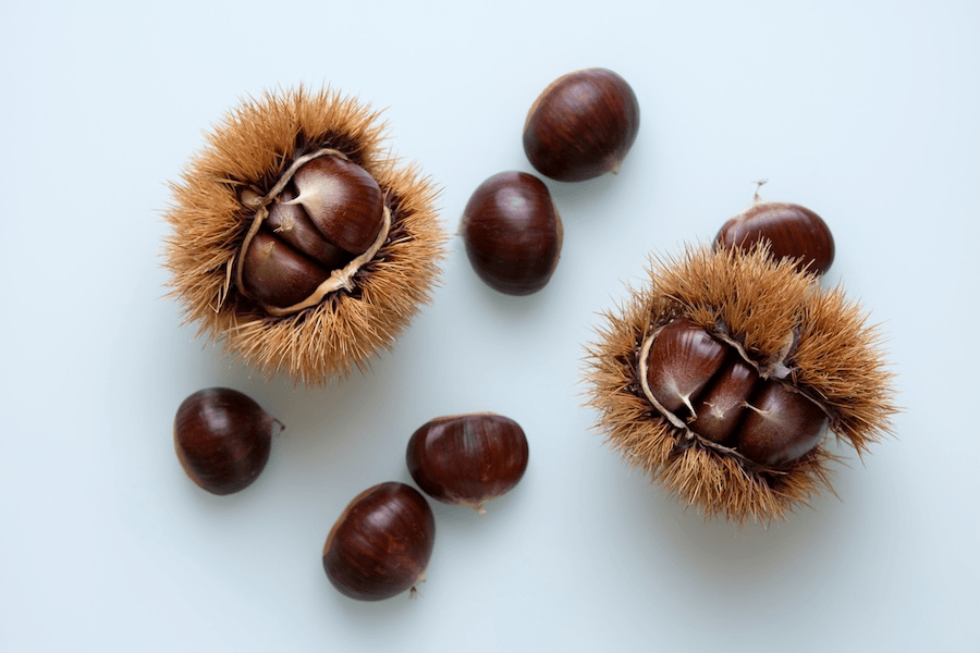 chestnuts in their furry hoary shell looking brown and round and glossy