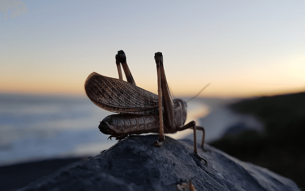 a locust silhetted against a beach at sunset looking quite glamorous