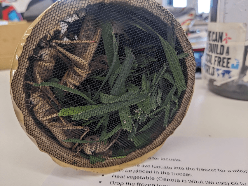 a cardboard tube with some grass and locusts crammed inside