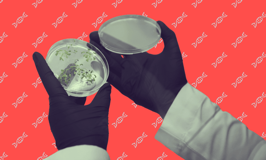 gloved hands holding a petri dish with plant samples against a red background dotted with blue dna helices