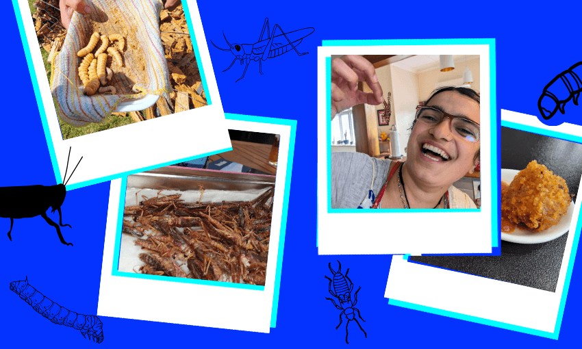 From huhu grubs to fried locusts to tangy ants, possibilities for serving insects abound. (Photos: Chrystal O’Connor and Malcolm Diack) 
