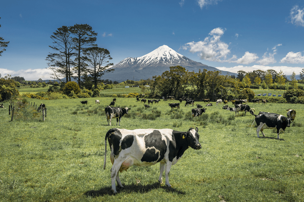 Dairy cows in green field with mount Taranaki in background, New Zealand.
