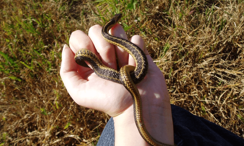 The Friday Poem: ‘A Snake Called France’ by Ruben Mita