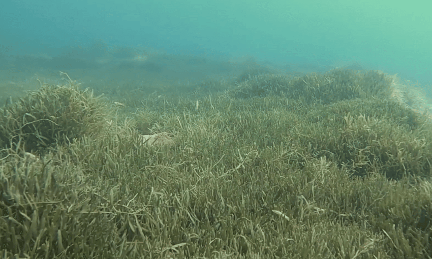 Underwater scene showcasing a dense field of caulerpa brachypus on the ocean floor. The blue-green water is clear, allowing a view of the aquatic plants swaying gently with the current.