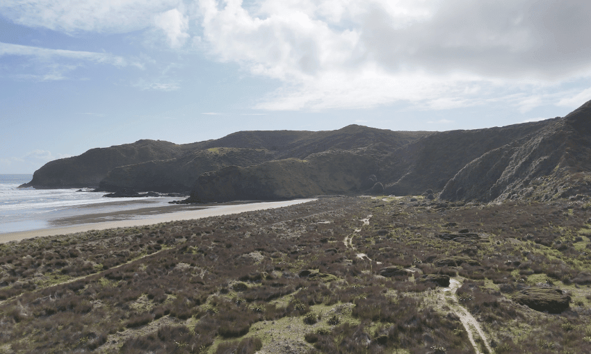 An aerial shot of beach plants and tussocks, with the sea of the left frame and jutting headlands at the top of the frame. 