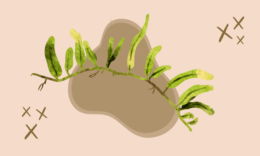 A drawing of caulerpa brachypus superimposed on a beige and brown background.