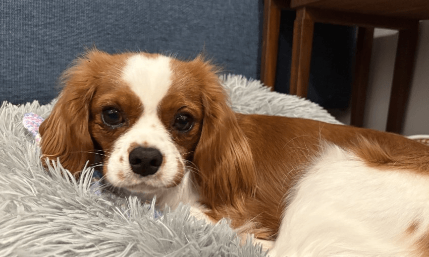 A small brown and white dog with long ears rests on a fluffy gray bed. It looks relaxed and comfortable in a cozy indoor setting.