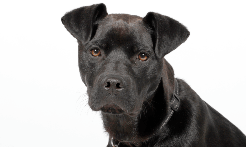 A close-up of a black dog with short fur, looking directly at the camera. The dog has a gentle expression, with soft brown eyes and perked ears, wearing a simple collar against a plain white background.