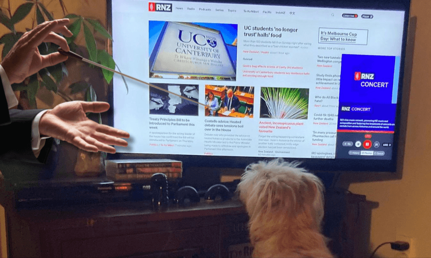 A dog with light fur watches the TV where RNZ's website is displayed