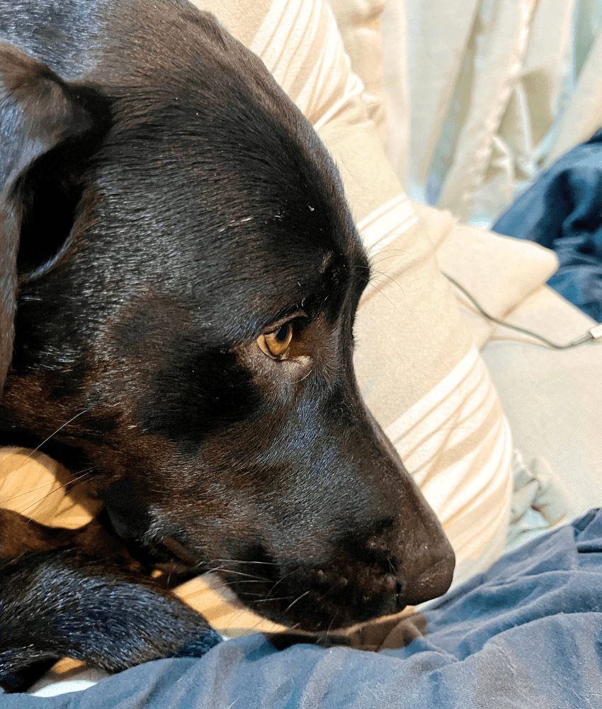 Close-up of a black dog lying on a couch with a fearful expression.