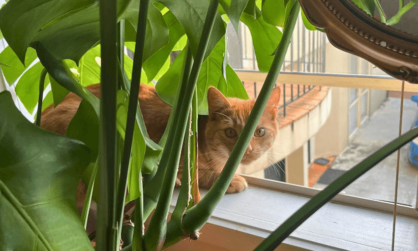 A ginger cat peers through green foliage while sitting on a window ledge. Large leaves surround the cat, and a window with bars in the background offers a view of the outside.