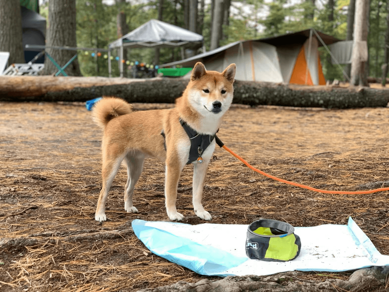 A Shiba Inu dog with an orange lead standing in front of a camping site