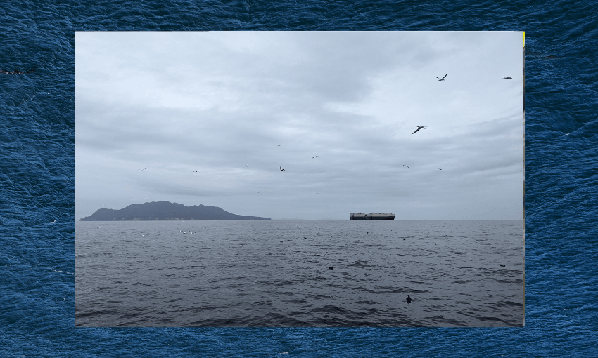 an overcast sky with a big ship and the bumps of little barrier island in the background. in the foreground of dark green-grey water the surface is disturbed with fish and lots of birds swooping down for kai