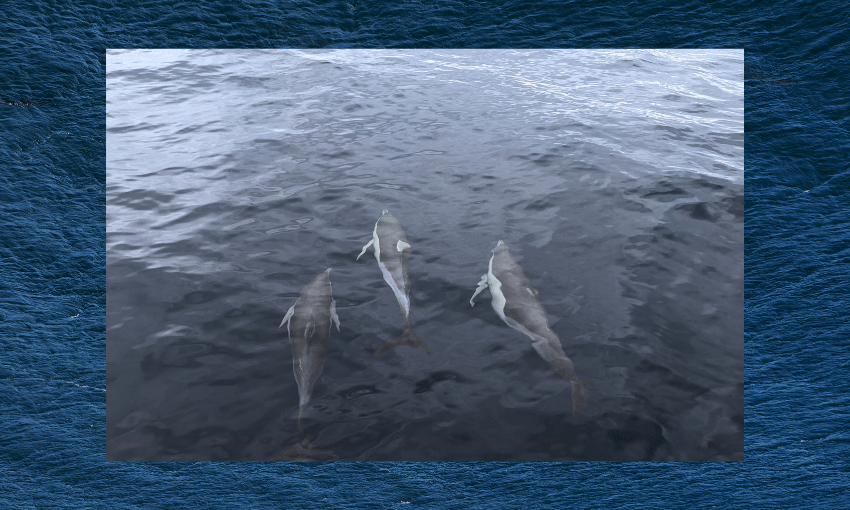 three dolfins with bhite bellies clide under dark blue water with one of their fins poking out of the water 