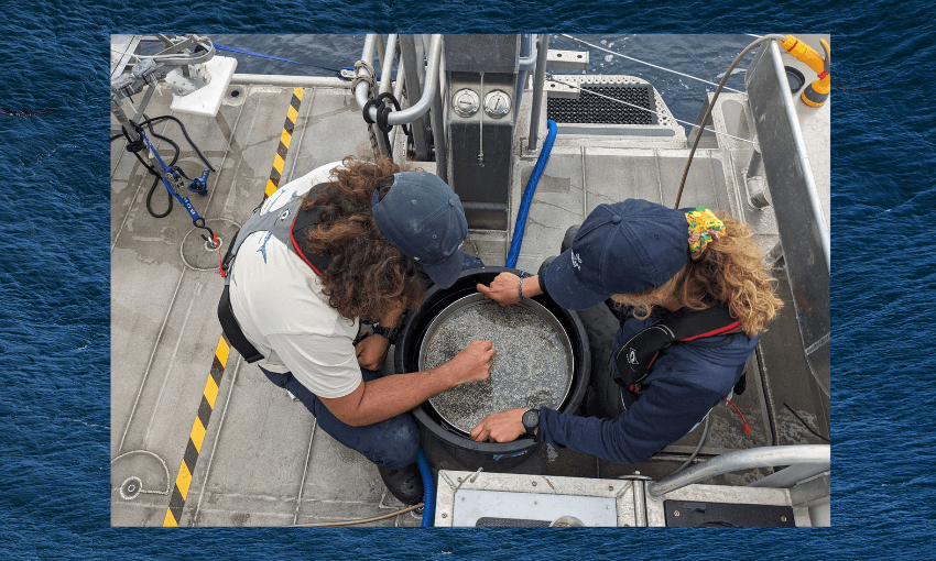 two people with blue caps and curly hair sort through a tray of shell fragments looking for worms