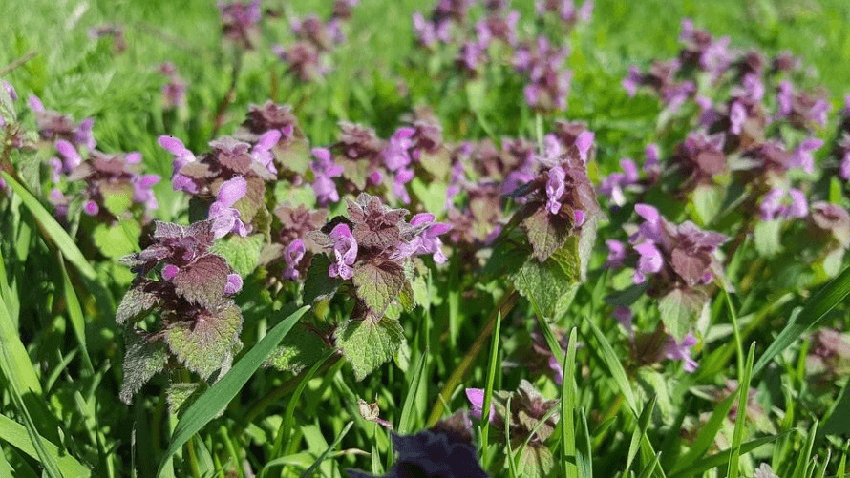 The Friday Poem: ‘Lamium purpureum’ by Joel LeBlanc