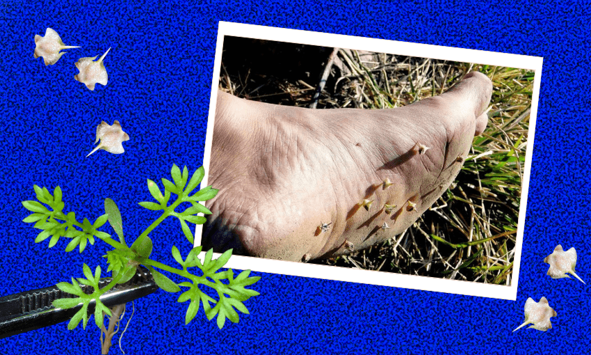 Onehunga weed and its cruel legacy