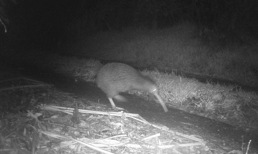 A kiwi nui snapped by a security camera in south Karori, Wellington (Image: Capital Kiwi) 
