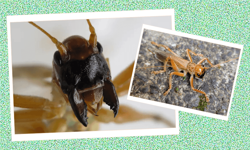 The new bug in town. (Photos: left, Auckland Museum, right, Kate Mcalpine via iNaturalist). 
