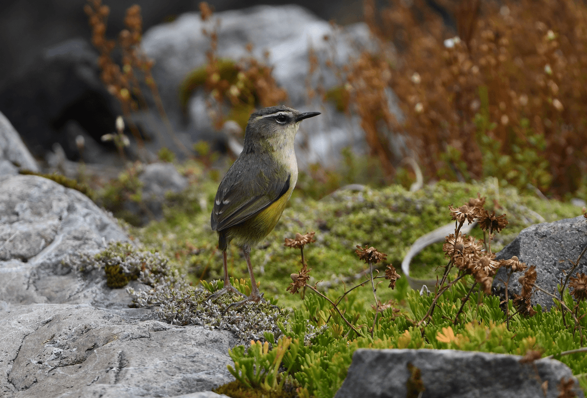 A small green, yellow and black-feathered bird (rock wren) stands on a rock surrounded by greenery which is out of focus