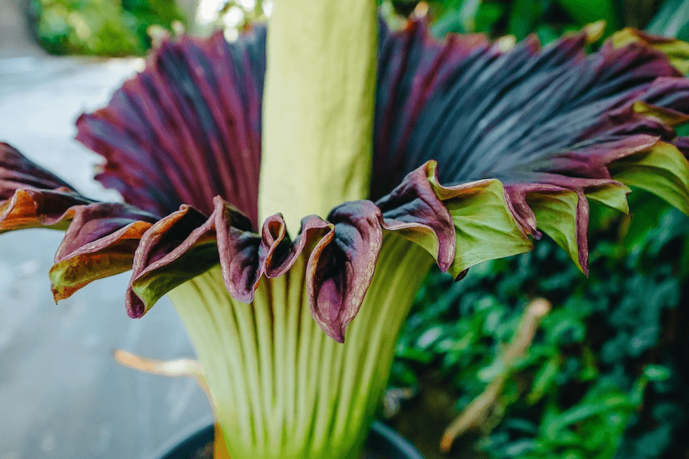 close up of stinky flower in bloom