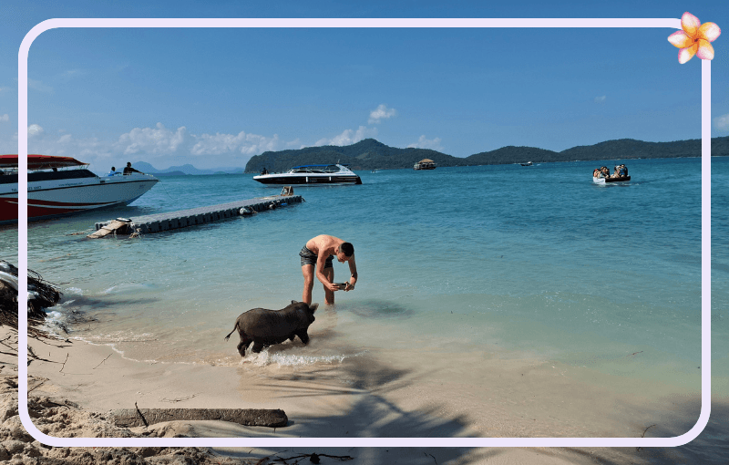 A person in swimwear bends down at the water's edge of a tropical beach, interacting with a pig. Boats are anchored nearby in the clear blue sea, with hilly islands in the background. A graphic border and a flower are added to the image.