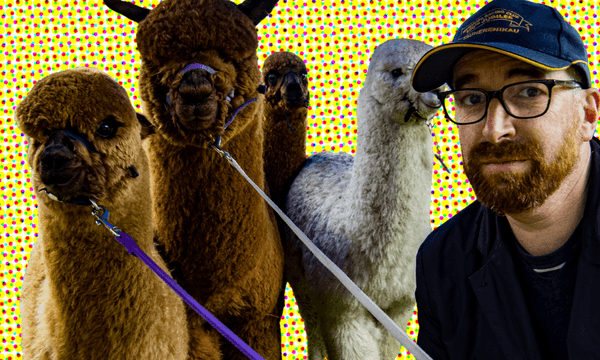 Duncan Sarkies with alpacas. (Photo: Adam Joseph Browne / Image design: Claire Mabey)  
