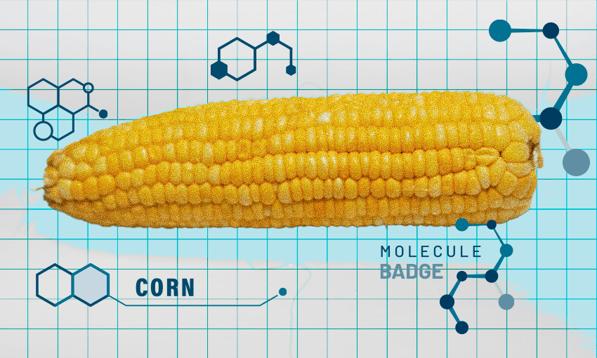 a grid paper background and picture of molecules with a photo of corn on top