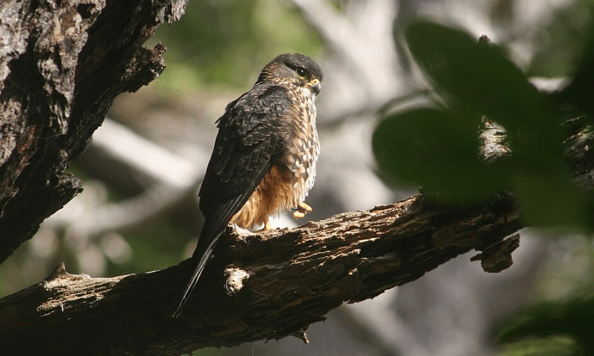 A photo of a kārearea sitting on the branch of a tree.