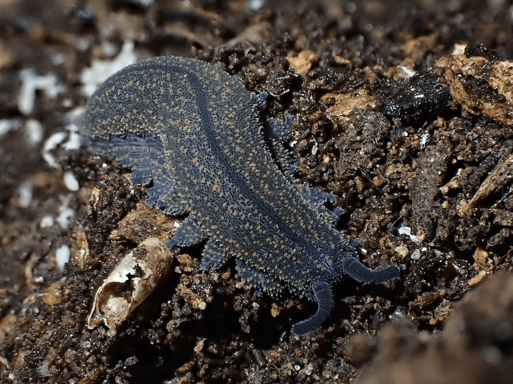 a velvet worm with dusky skin and little hellow dots along its back, attenate reaching across the forest floor! 