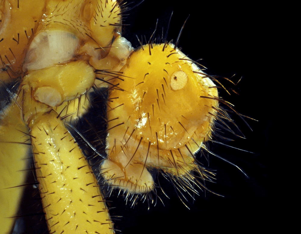 a hairy yellow batfly on a black background looking freaky but intriguing