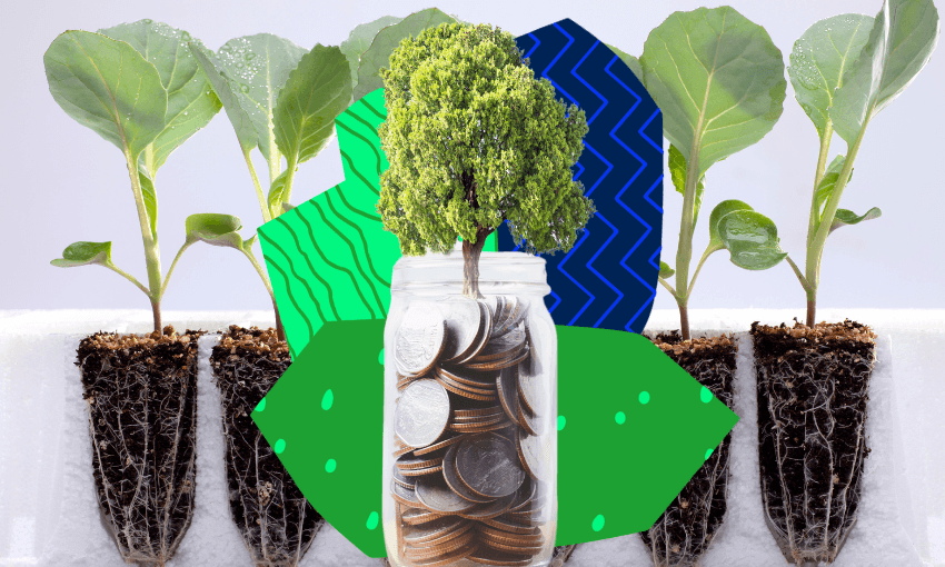 a background of seedlings and then a tree growing out of a jar of money