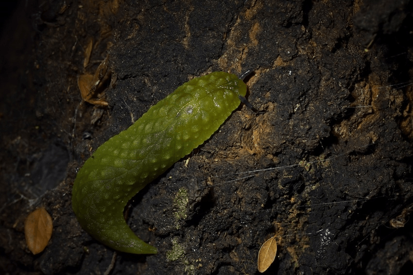 a green knobbly slug on the forest floor