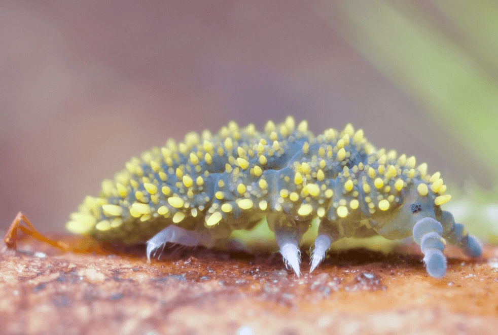 a black and yellow flat spiny inset with short spiky legs