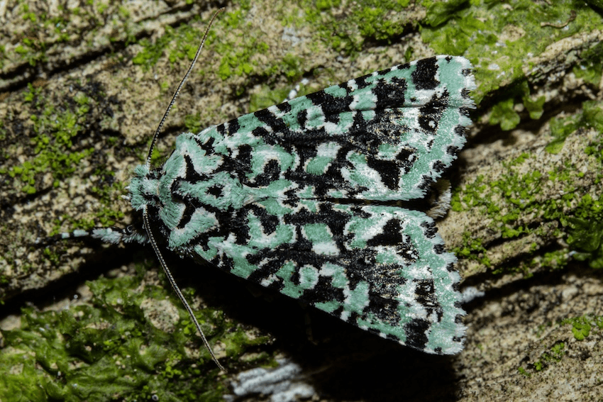 a turquoise, black and white moth perched on a moss-encrusted bit of wood