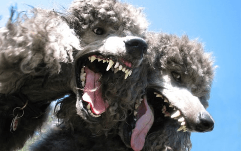 snarling poodles 
