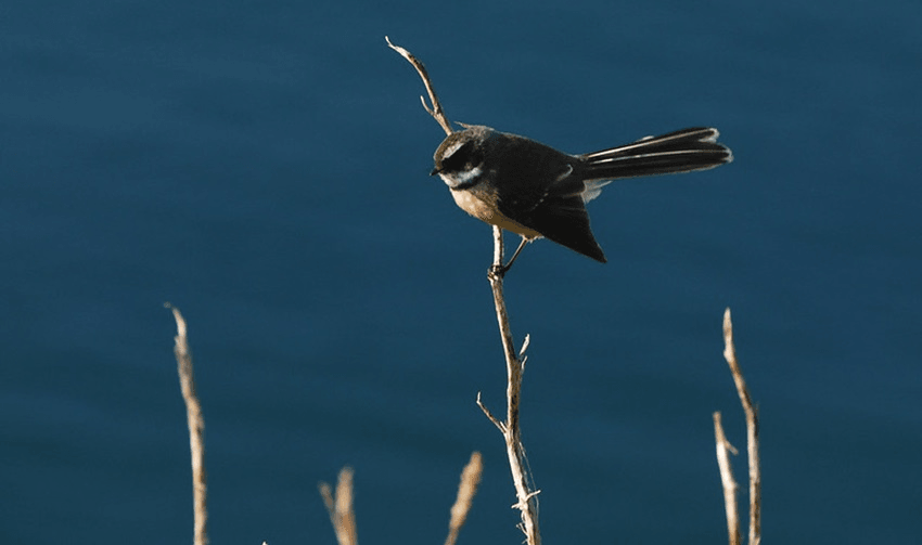 A fantail perching on a branch