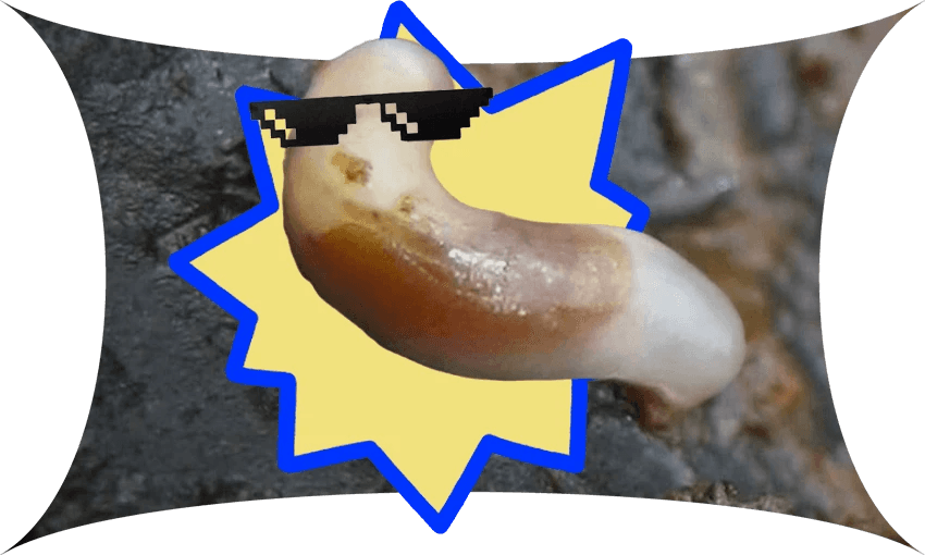 a curvy brown and white worm with sunglasses on and a zigzaggy shape behind it