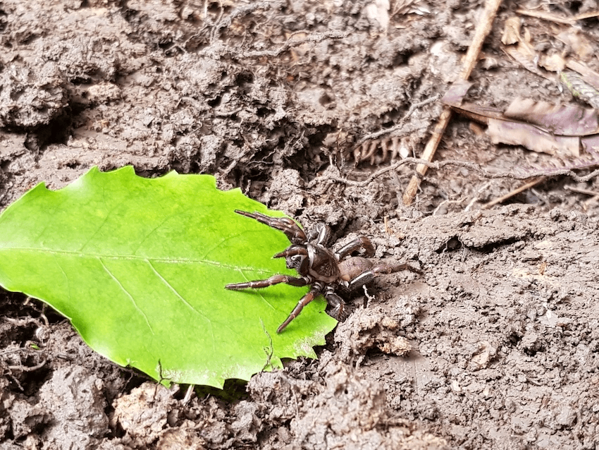 a spider nosing out of its hole and sitting on a green leaf
