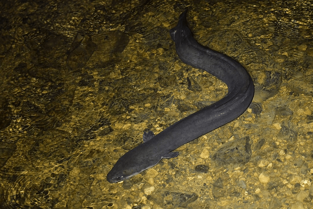 an eel in water, dark