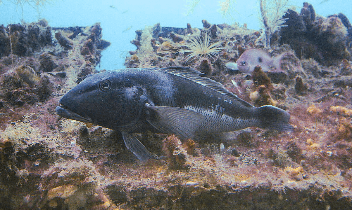 Blue cod in Milford Sound on a bedrock outcrop 