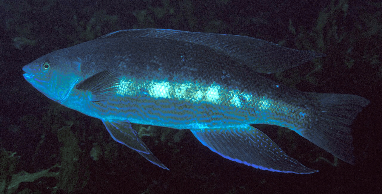 a dark blue fish with big fins